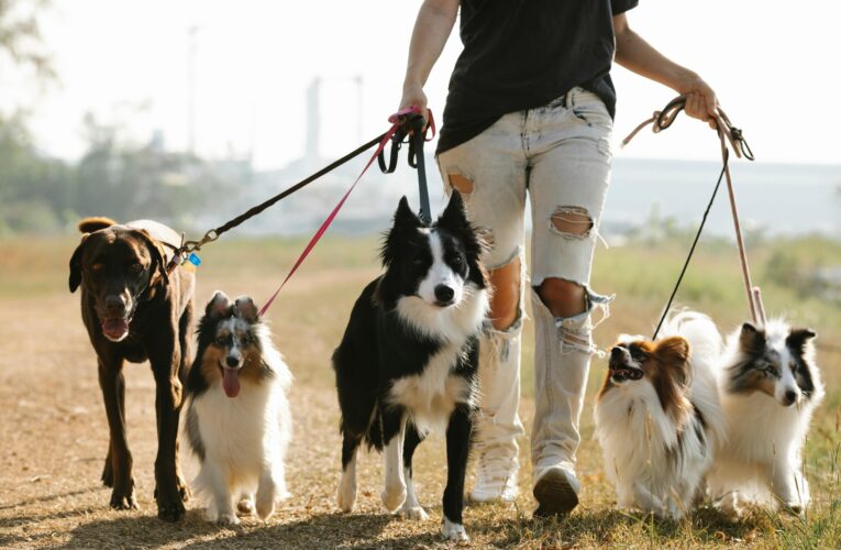 Professional Pet Walkers and Care Services for Your Furry Friends