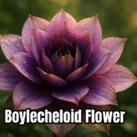 Boylecheloid Flower Everything You Need to Know