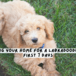 Preparing Your Home for a Labradoodle Puppy: First 7 Days