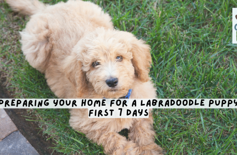 Preparing Your Home for a Labradoodle Puppy: First 7 Days