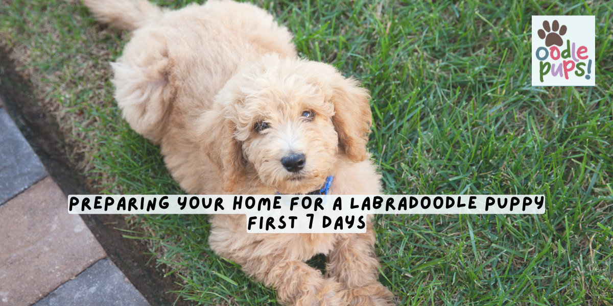 Preparing Your Home for a Labradoodle Puppy: First 7 Days